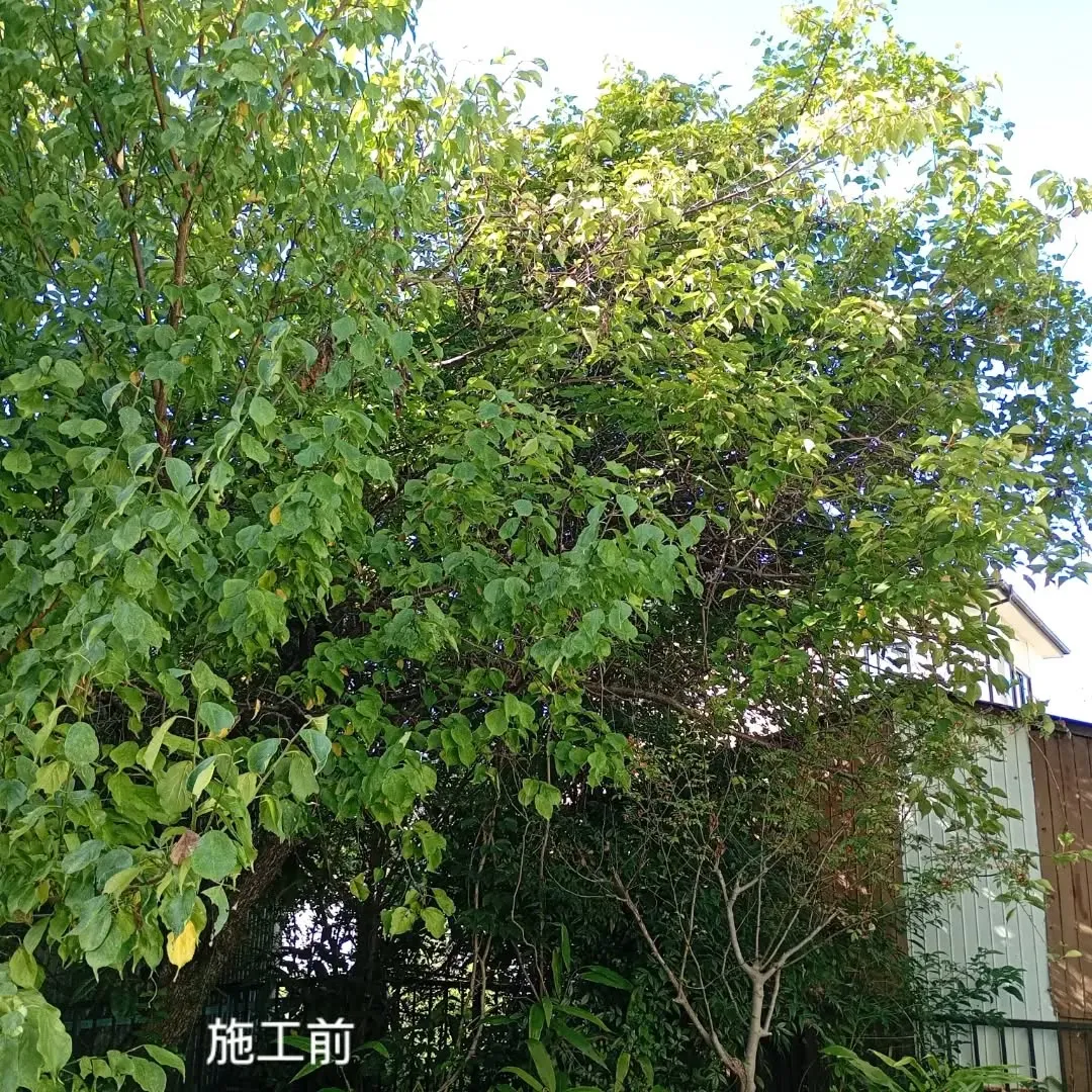今回は梅の木の剪定のご依頼。
