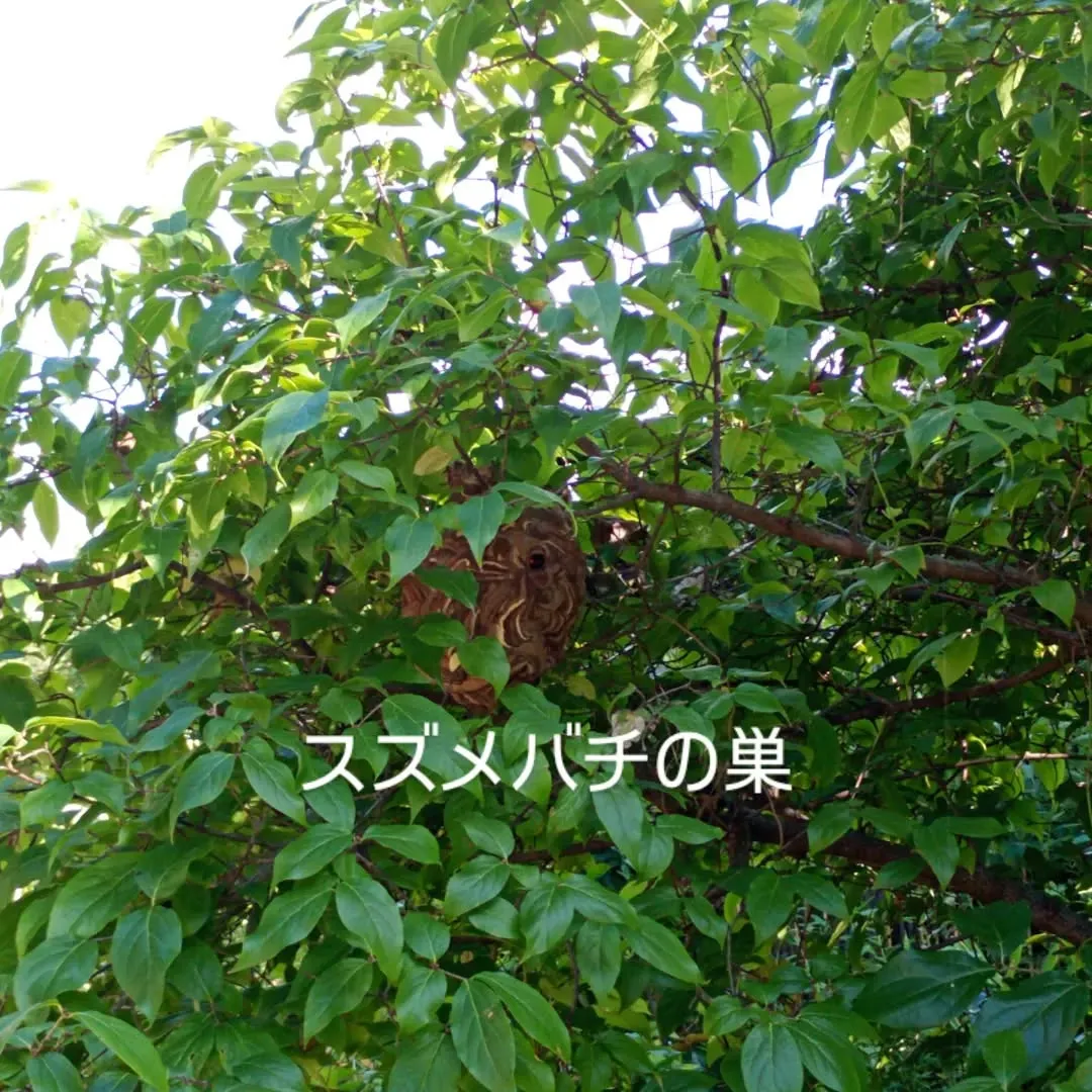 今回は梅の木の剪定のご依頼。