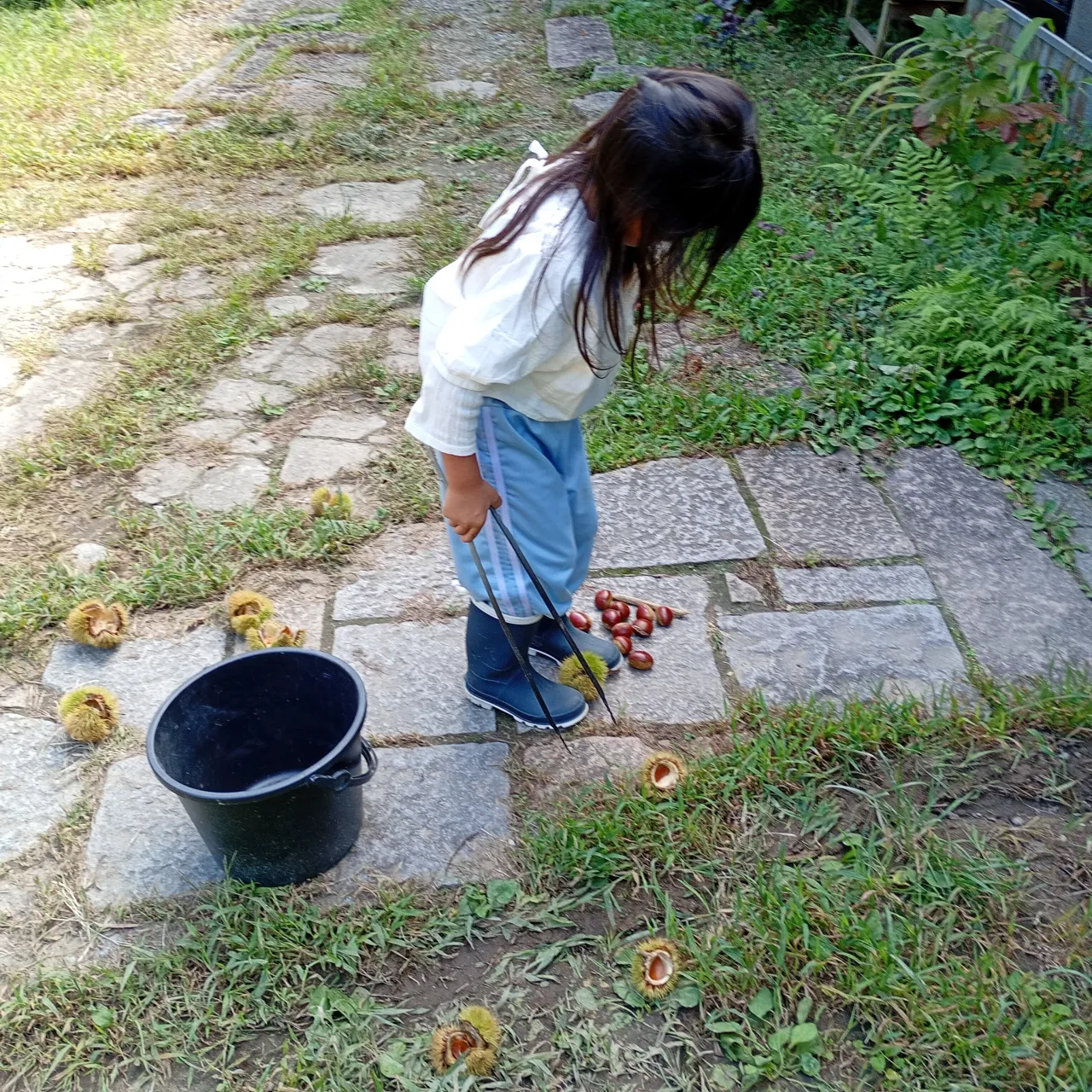 今日は古民家の庭で栗拾い🌰