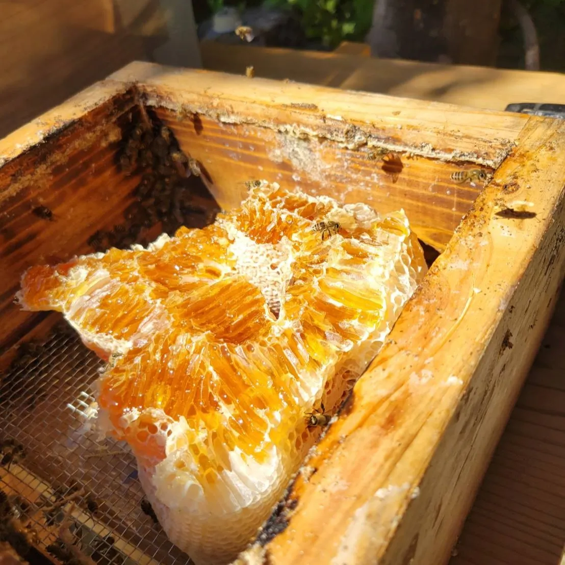🐝 日本ミツバチ採蜜体験＆巣箱作り教室 🍯