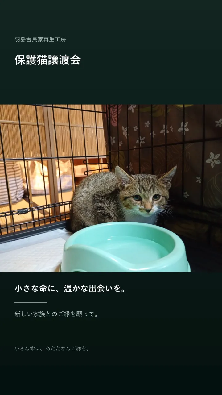 🐈 保護猫譲渡会を開催しました 🐾